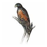  Harris Hawk 