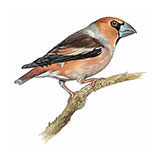  Hawfinch 