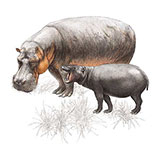  Hippo 