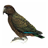  Kea 