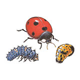  Ladybird 