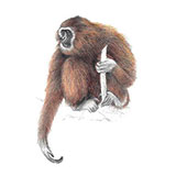  Lar Gibbon 