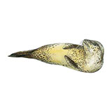  Leopard Seal 