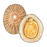  Limpet 