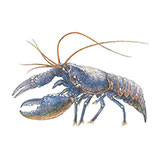  Lobster 