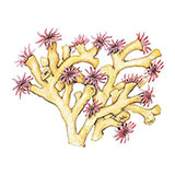  Lophelia 