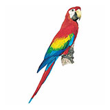  Macaw 