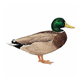  Mallard 