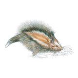  Maned Rat 