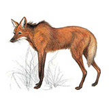  Maned Wolf 