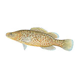  Murray Cod 