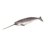  Narwhal 