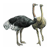 Ostrich 