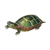  Painted Turtle 