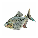  Piranha 