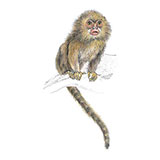  Pygmy Marmoset 