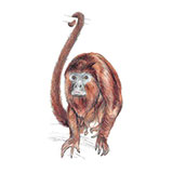  Red Howler 