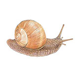  Roman Snail 