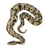  Royal Python 