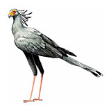  Secretarybird 