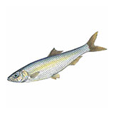  Sprat 