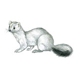  Stoat 
