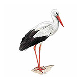  Stork 