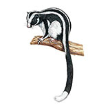  Striped Possum 