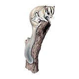  Sugar Glider 