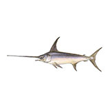  Swordfish 