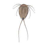 Tadpole Shrimp 