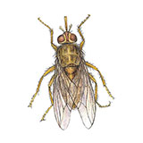  Tsetse Fly 