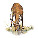  Ugandan Kob 
