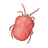  Velvet Mite 