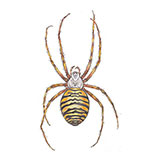  Wasp Spider 