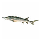  White Sturgeon 