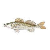  Zander 