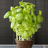  Basil 