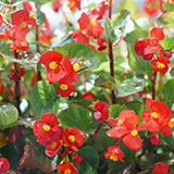  Begonia 