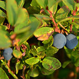  Blueberry 