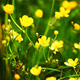  Buttercup 