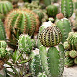  Cactus 