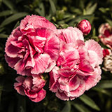  Carnation 