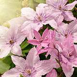  Clematis 