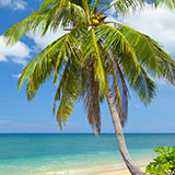  Coconut Palm 