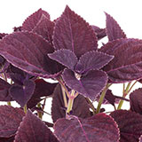  Coleus 
