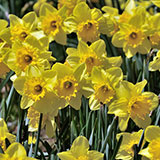  Daffodil 