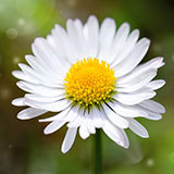  Daisy 