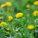  Dandelion 