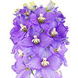 Delphinium 
